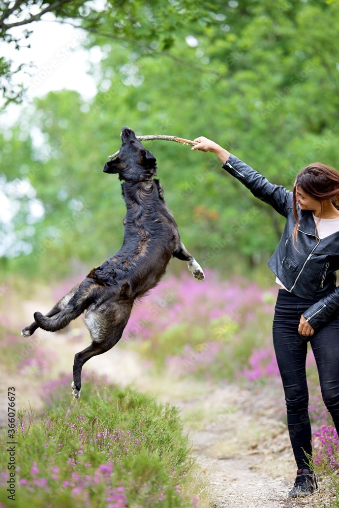 Φωτογραφία Chien qui saute en l'air avec jeune femme qui joue - jouer animal domestique bon