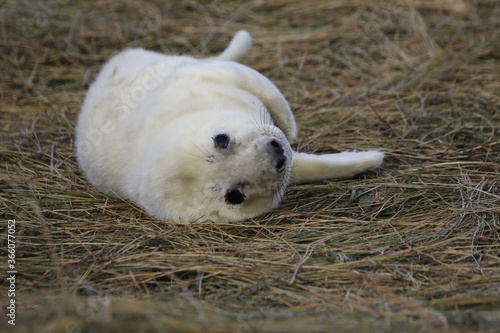 Grey seal pups on the coast of the North Sea