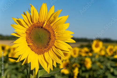 Sunflower close-up. Sunflowers plantation in southern France near Cognac.