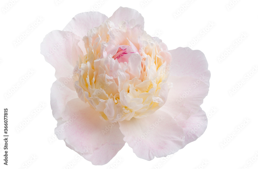 peony flower isolated peony flower isolated