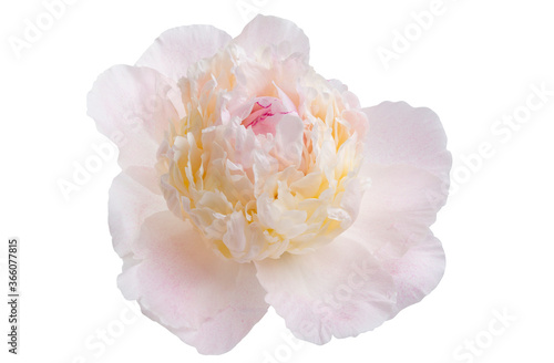 peony flower isolated