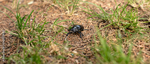 A black bug in the nature