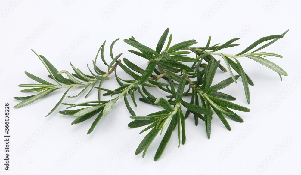 Fototapeta premium Rosemary is an herb. It is native to the Mediterranean region but is now grown worldwide. ... In foods, rosemary is used as a spice.