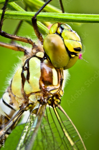 A dragon fly, a bubble tube, has just slipped out of t e larva, the nymph and is drying in the plants over the water