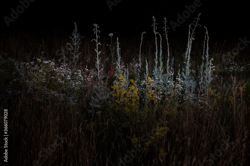 Grass and other plants and flowers photographed with a flash at night on a dark background