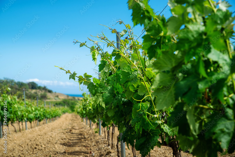 Green vineyard on sunny day
