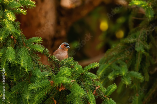 Common chaffinch on the spruce branch photo