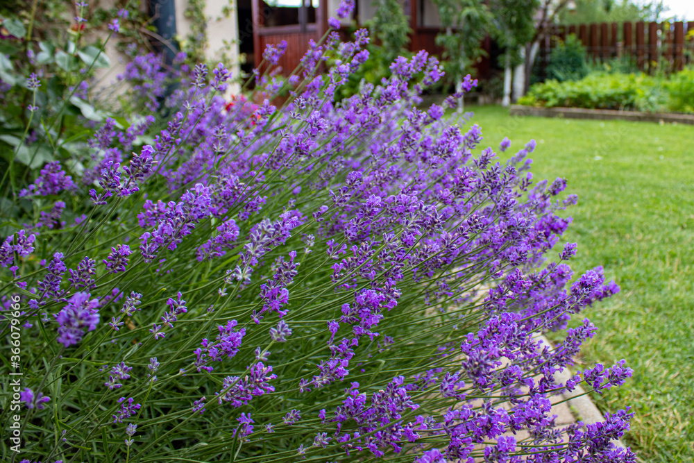 Naklejka premium Purple green lavender 01