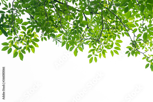 Green leaves on white background photo