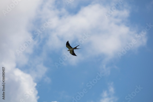 Elegant Swallow-tailed kite forages for large insects flying over a melon field outside the Lower Suwannee National Wildlife Refuge  Cedar Key  Florida  which is the key habitat for this bird.