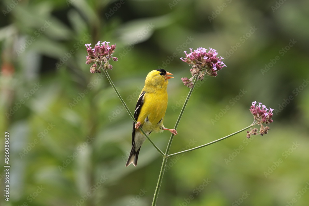 Male American goldfinch (Carduelis tristis) feeding on verbena bonariensis seeds Male American goldfinch (Carduelis tristis) feeding on verbena bonariensis seeds