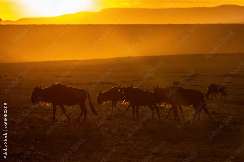 White-bearded wildebeest, walking  and grazing in the open grasslands of the Masai Mara at sunset