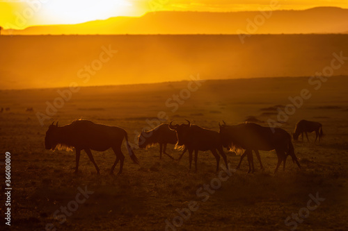White-bearded wildebeest, walking  and grazing in the open grasslands of the Masai Mara at sunset