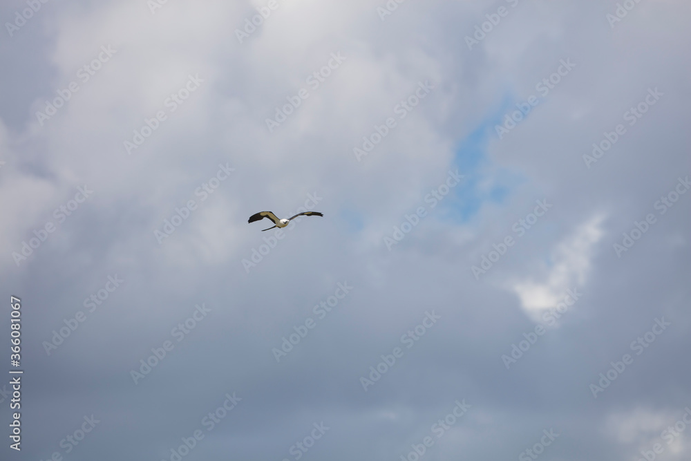 Elegant Swallow-tailed kite forages for large insects flying over a melon field outside the Lower Suwannee National Wildlife Refuge, Cedar Key, Florida, which is the key habitat for this bird. Elegant Swallow-tailed kite forages for large insects flying over a melon field outside the Lower Suwannee National Wildlife Refuge, Cedar Key, Florida, which is the key habitat for this bird.