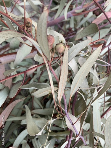 Closeup shot of Eucalyptus Cosmophylla branches photo