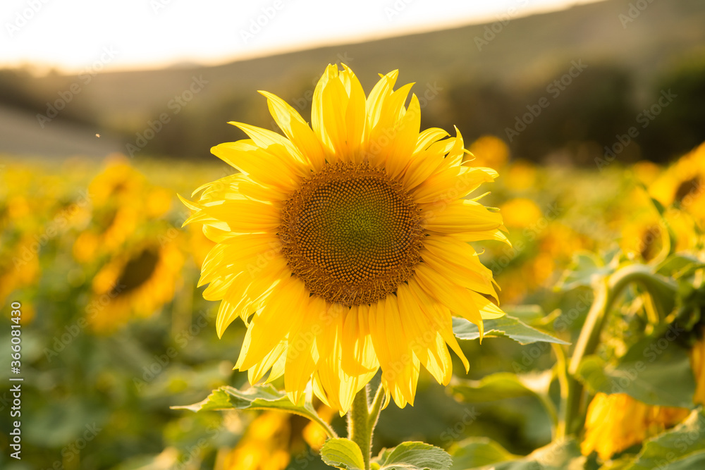 Fototapeta premium young growing sunflower, with large yellow leaves on a sunny day