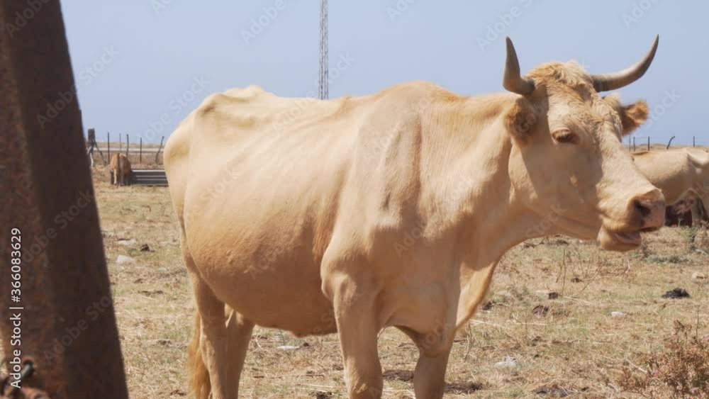 Big white bull eating grass in a ranch of the retin area in Cadiz. Big white bull eating grass in a ranch of the retin area in Cadiz.