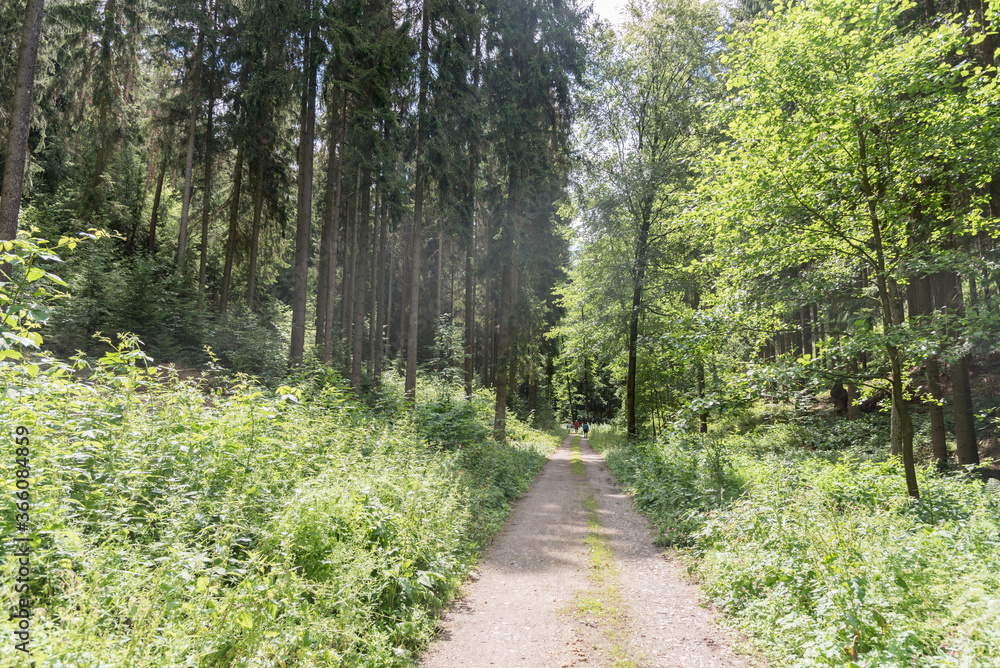 Fototapeta premium Wanderweg im Teufelstal Thüringen
