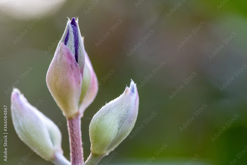 Fotografia macro de pequenas plantas e flores fechadas. Fotografia macro de pequenas plantas e flores fechadas.