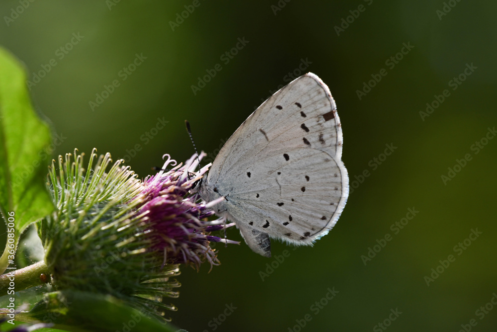 little white butterfly collects pollen from a flower
little white butterfly collects pollen from a flower