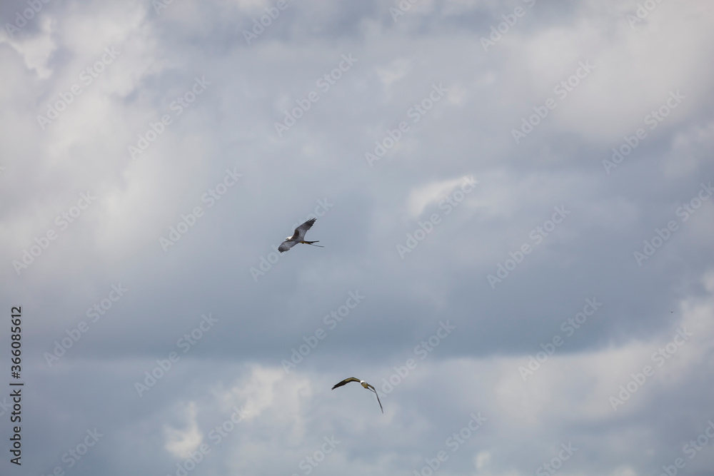Elegant Swallow-tailed kite forages for large insects flying over a melon field outside the Lower Suwannee National Wildlife Refuge, Cedar Key, Florida, which is the key habitat for this bird. Elegant Swallow-tailed kite forages for large insects flying over a melon field outside the Lower Suwannee National Wildlife Refuge, Cedar Key, Florida, which is the key habitat for this bird.