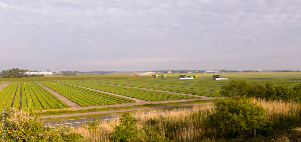 Farmers irrigating their field
