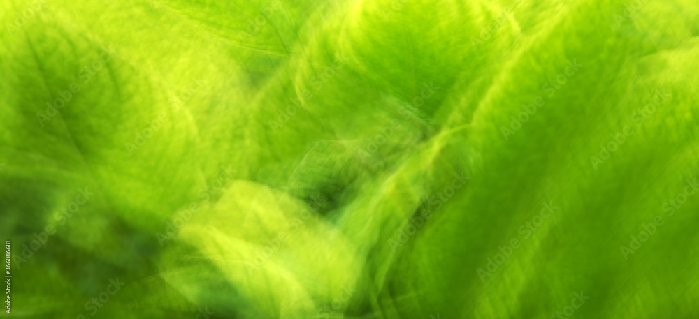 Abstract green leaf background Abstract green leaf background