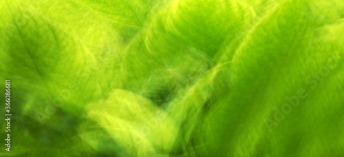 Abstract green leaf background