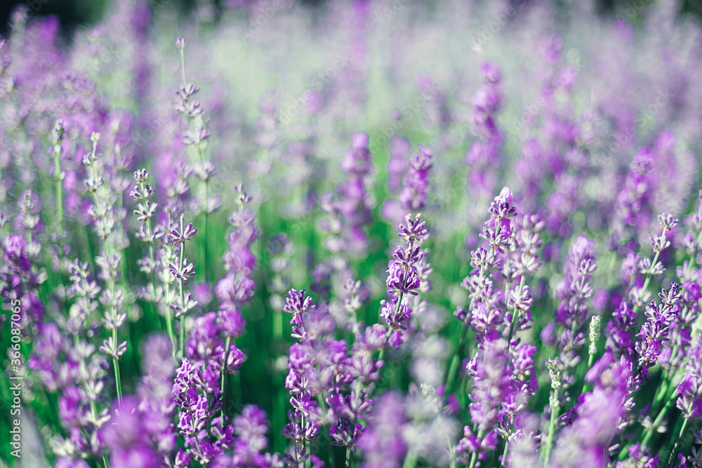 Naklejka premium Lavender Lavandula field, selective focus. Beautiful natural background