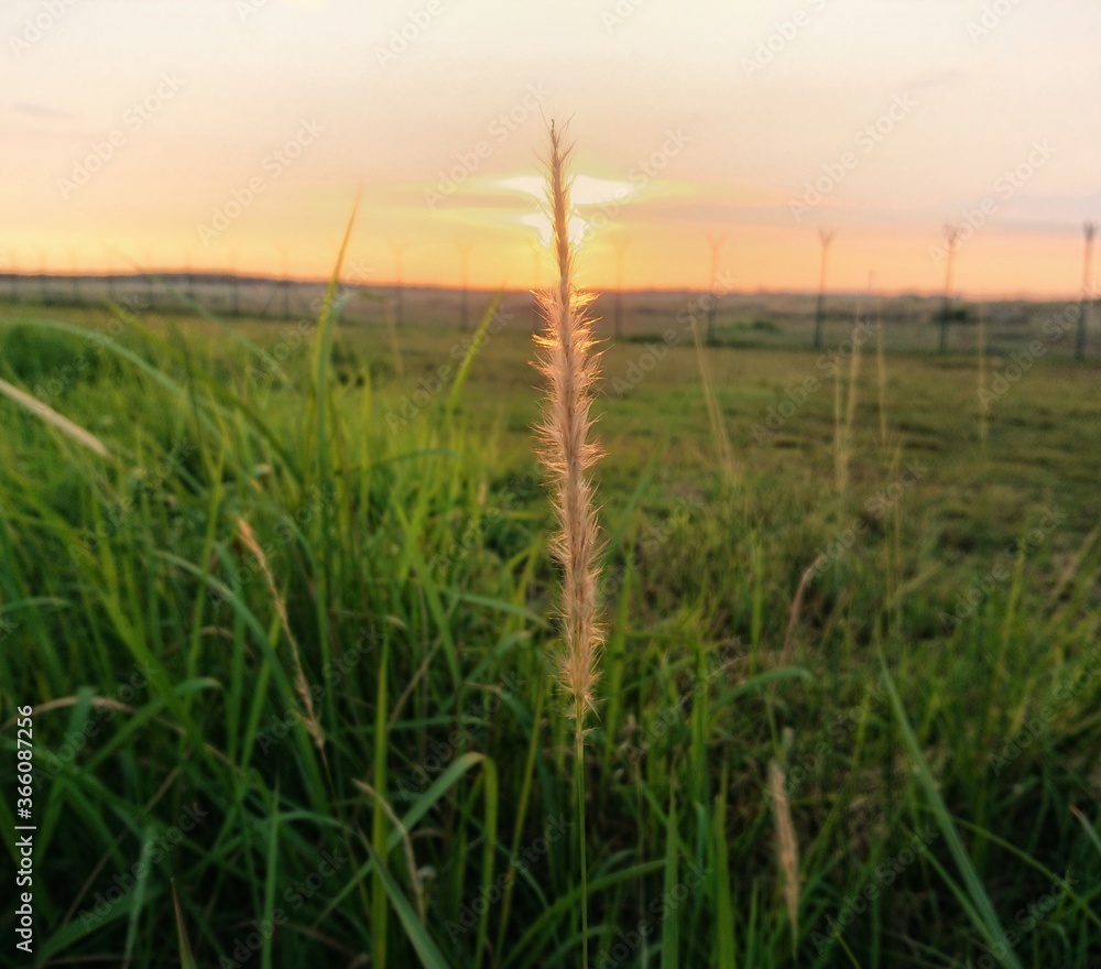 wheat field at sunset