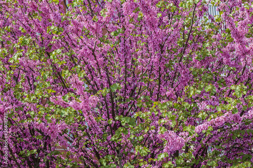 Spring nature. Beautiful blooming purple bush