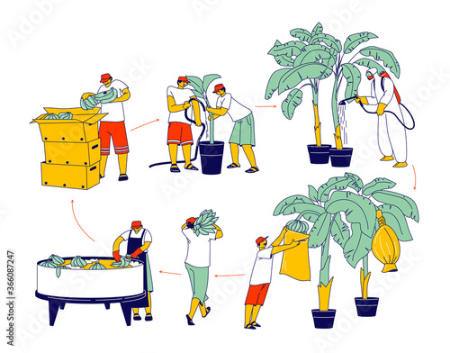 Labour Characters Working on Banana Plantation Watering, Fertilizing Palm Trees, Collecting Harvest, Washing and Sorting