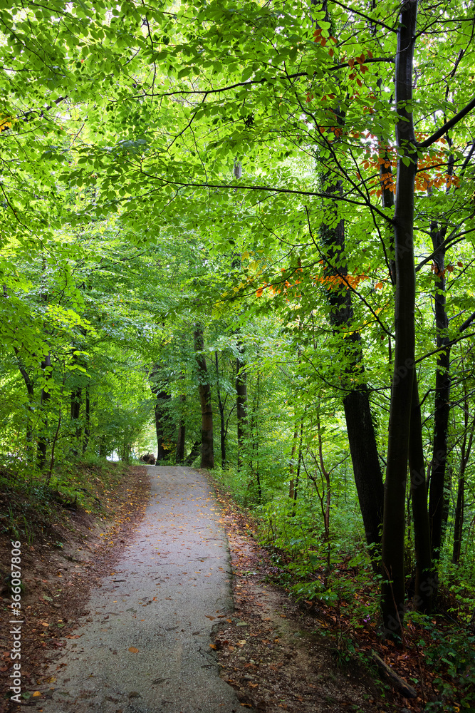Fototapeta premium Forest path on the Kapuzinenberg, Salzburg, Europe