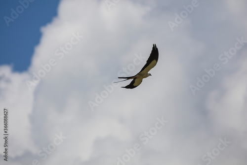 Elegant Swallow-tailed kite forages for large insects flying over a melon field outside the Lower Suwannee National Wildlife Refuge, Cedar Key, Florida, which is the key habitat for this bird.