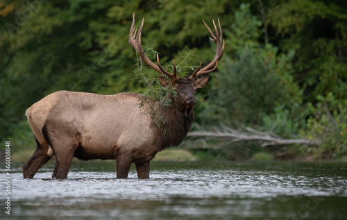 Bull elk in a River 
