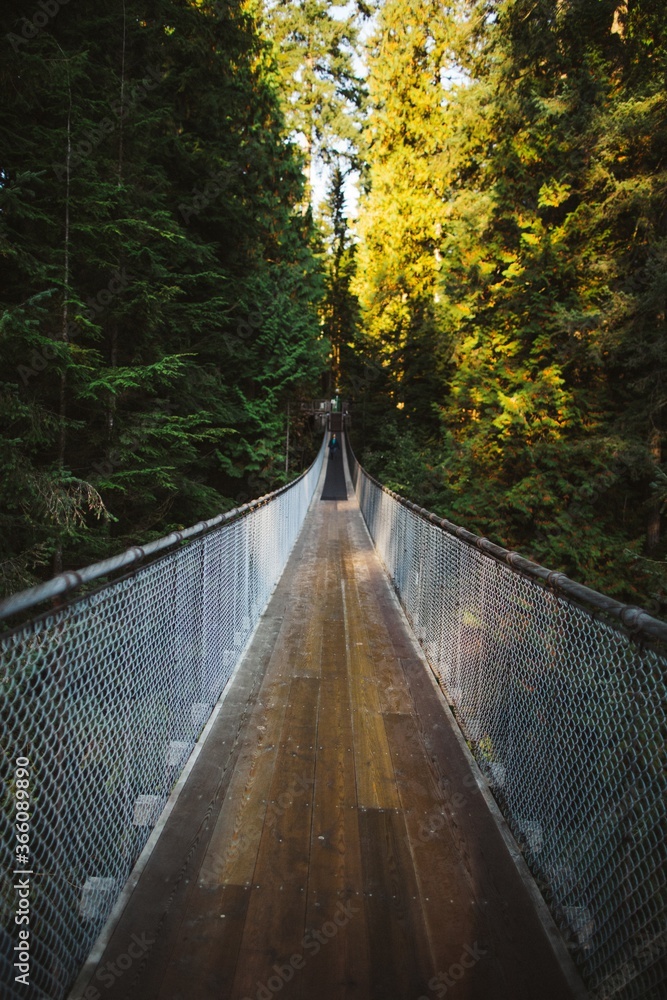 Fototapeta premium bridge in the forest