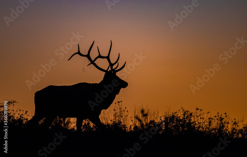 Bull elk silhouette at sunset