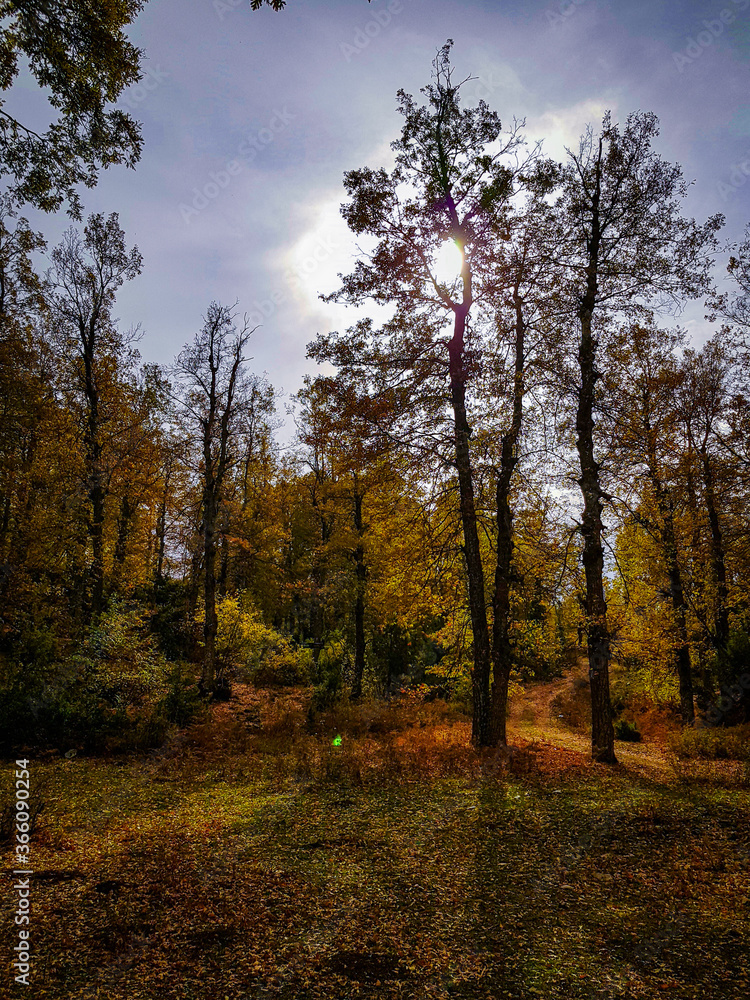 Fototapeta premium autumn in the forest