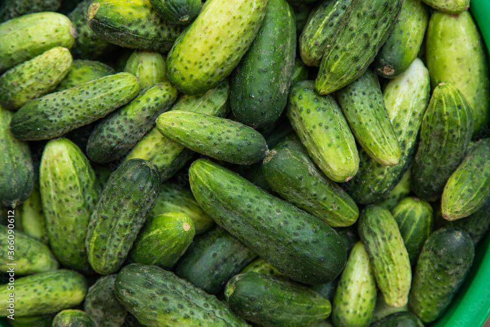 Green cucumbers on shelf in supermarket. Organic eating. Agriculture retailer. Farmer's food. Green cucumbers on shelf in supermarket. Organic eating. Agriculture retailer. Farmer's food.