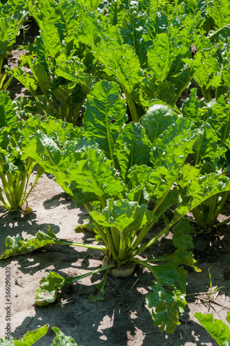 Bright green sugar beet leaves closeup in a field , three months old