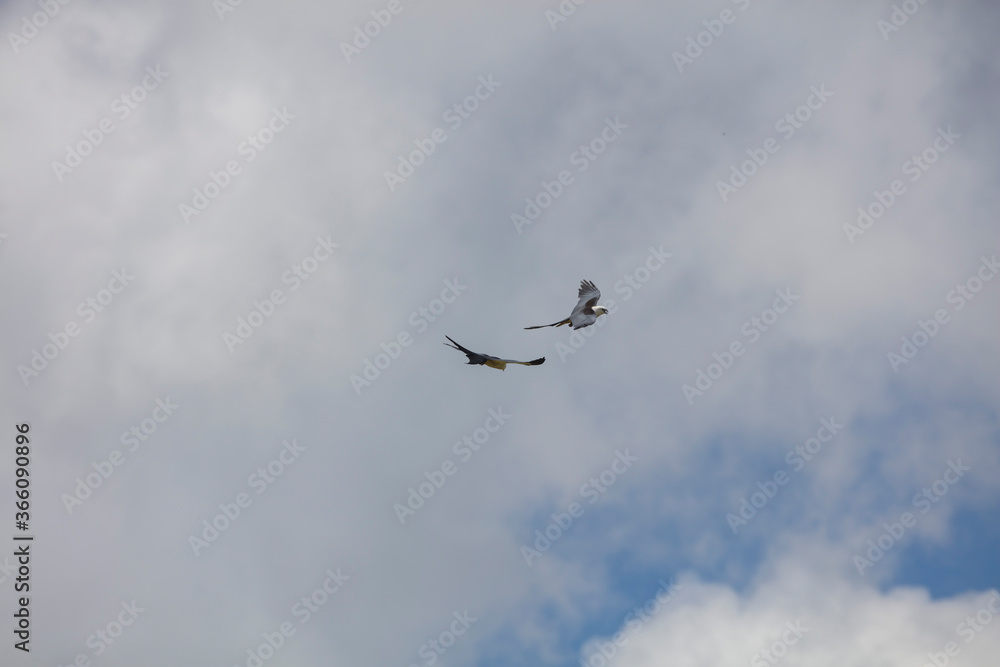 Elegant Swallow-tailed kite forages for large insects flying over a melon field outside the Lower Suwannee National Wildlife Refuge, Cedar Key, Florida, which is the key habitat for this bird. Elegant Swallow-tailed kite forages for large insects flying over a melon field outside the Lower Suwannee National Wildlife Refuge, Cedar Key, Florida, which is the key habitat for this bird.