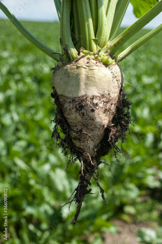 sugar beet root extracted from the ground