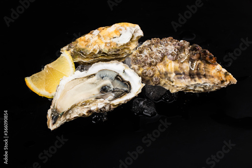 Opened oysters, ice and lemon on a black background.