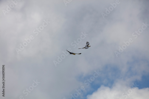 Elegant Swallow-tailed kite forages for large insects flying over a melon field outside the Lower Suwannee National Wildlife Refuge  Cedar Key  Florida  which is the key habitat for this bird.