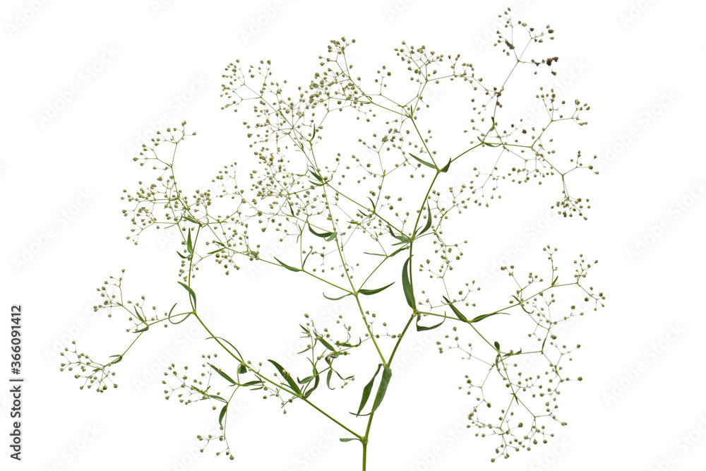 Twig with flowers of Gypsophila  (Baby's-breath flowers), isolated on white background