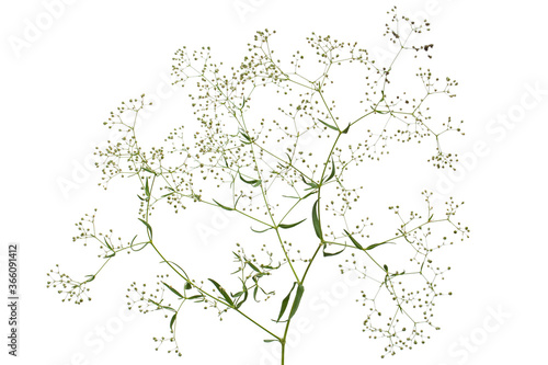 Twig with flowers of Gypsophila (Baby's-breath flowers), isolated on white background