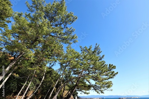 Fototapeta Naklejka Na Ścianę i Meble -  桂浜の木々