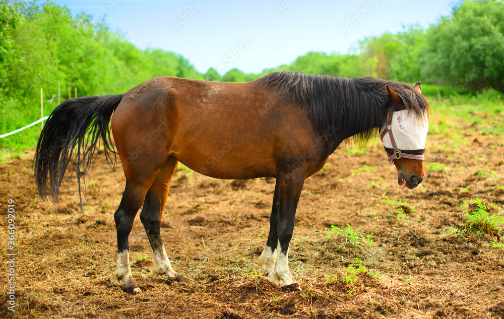 Obraz premium The bay horse is wearing the fly mask without the ear covers.