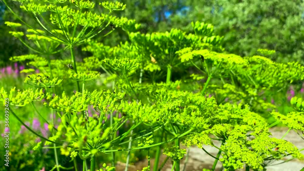 A beautiful deciduous forest with wildflowers and tall trees. Video about a family vacation outside the city by car. Shooting in 4K resolution A beautiful deciduous forest with wildflowers and tall trees. Video about a family vacation outside the city by car. Shooting in 4K resolution