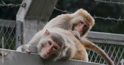 Foto Monkey helps delousing each other